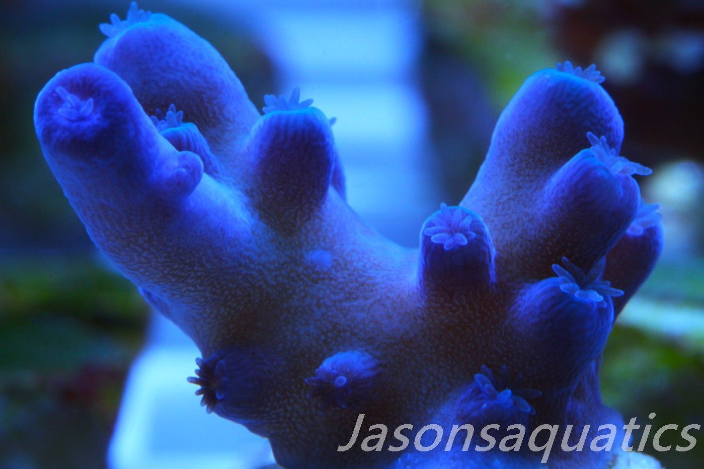 Acropora Oregon Tort Frag D Acropora Oregon Tort Frag D