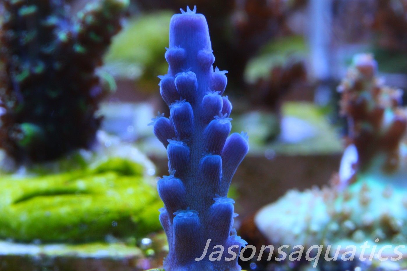 Acropora Oregon Tort Frag D Acropora Oregon Tort Frag D
