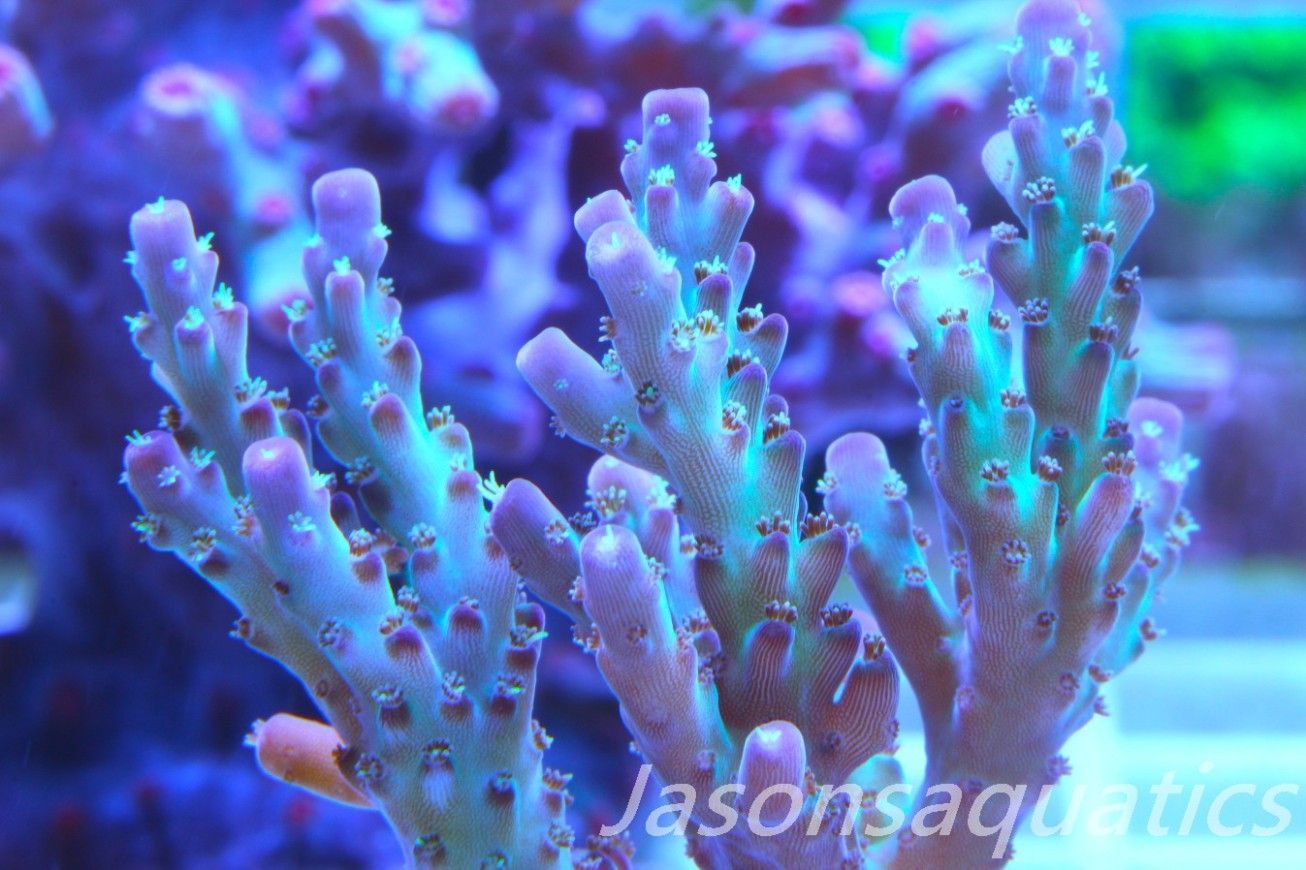 Acropora Pearlberry Frag E