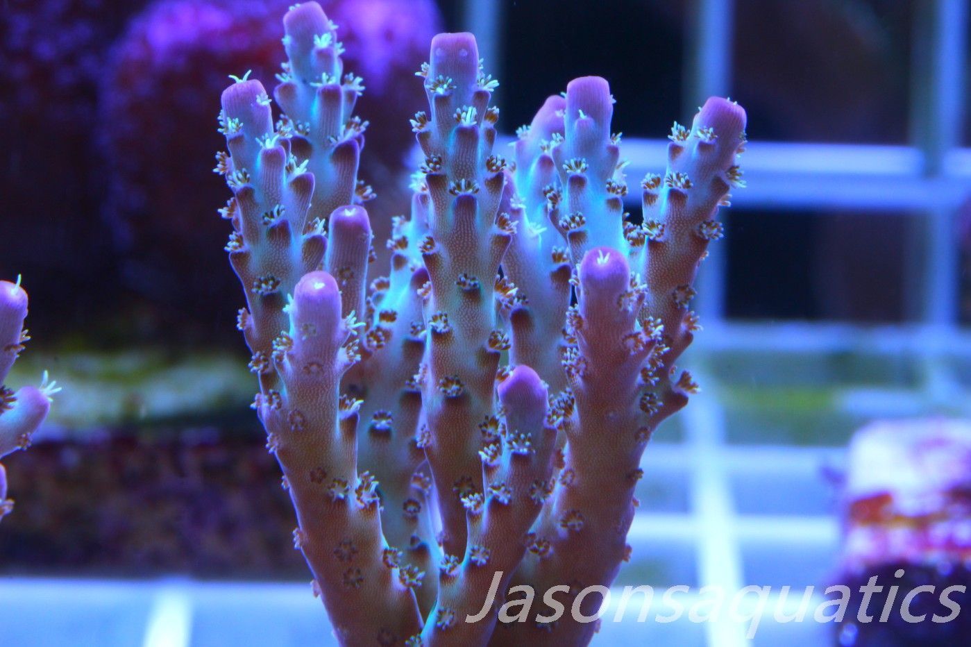 Acropora Pearlberry Frag E