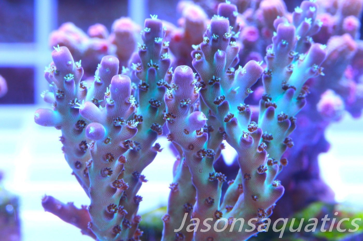Acropora Pearlberry,Good size Frag, Frag E Acropora Pearlberry,Good size Frag, Frag E