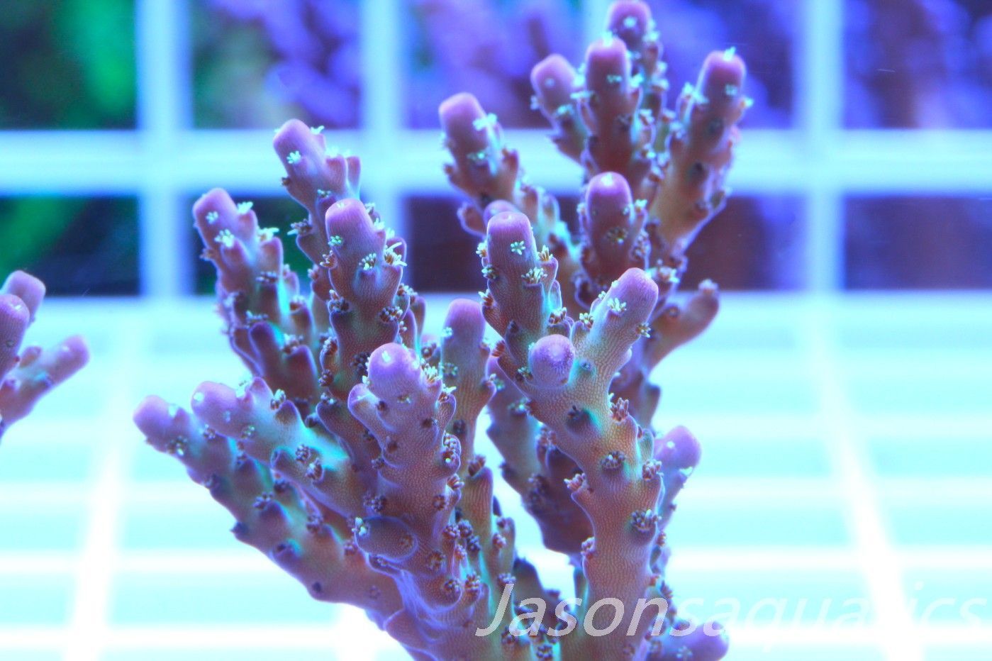 Acropora Pearlberry,Good size Frag, Frag E Acropora Pearlberry,Good size Frag, Frag E