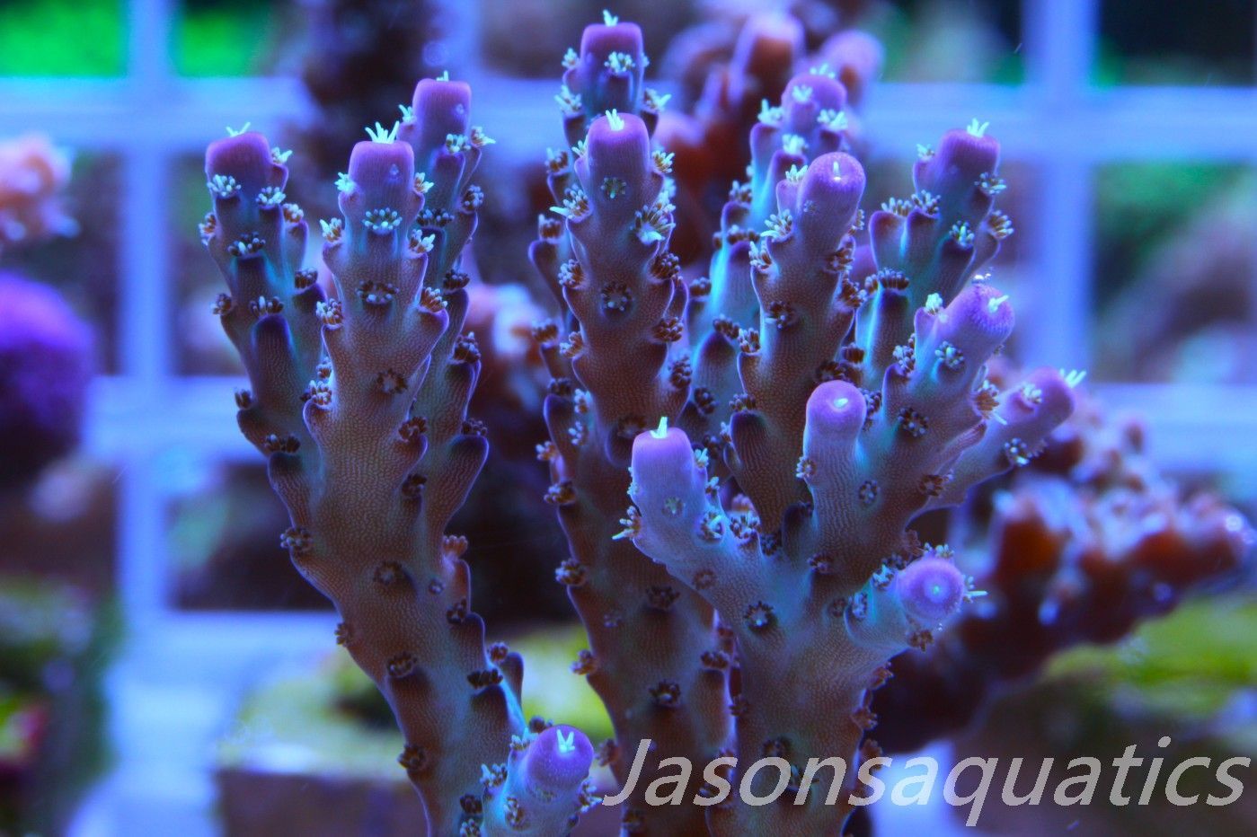 Acropora Pearlberry,Good size Frag, Frag E