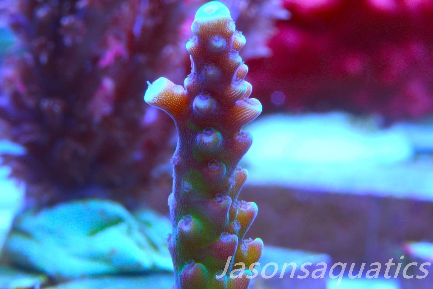 Acropora Pink Cadillac Frag E