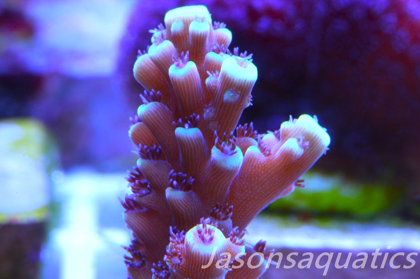 Acropora Pink Cadillac Frag E Acropora Pink Cadillac Frag E