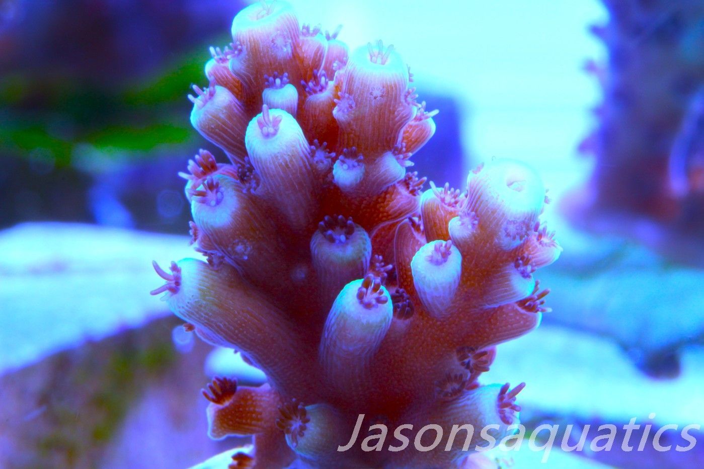 Acropora Pink Cadillac Frag E Acropora Pink Cadillac Frag E