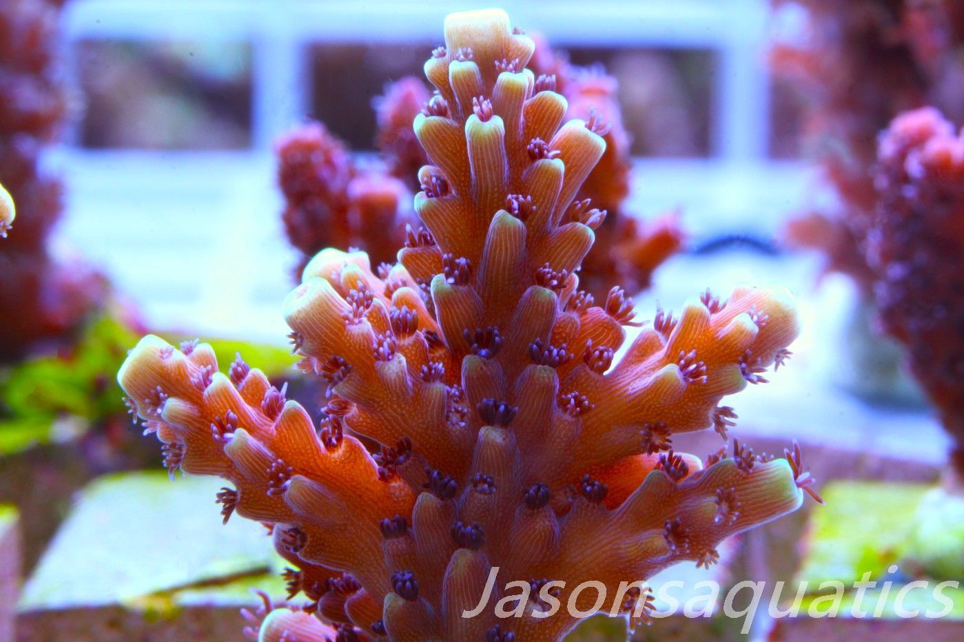Acropora Pink Cadillac Frag E Acropora Pink Cadillac Frag E