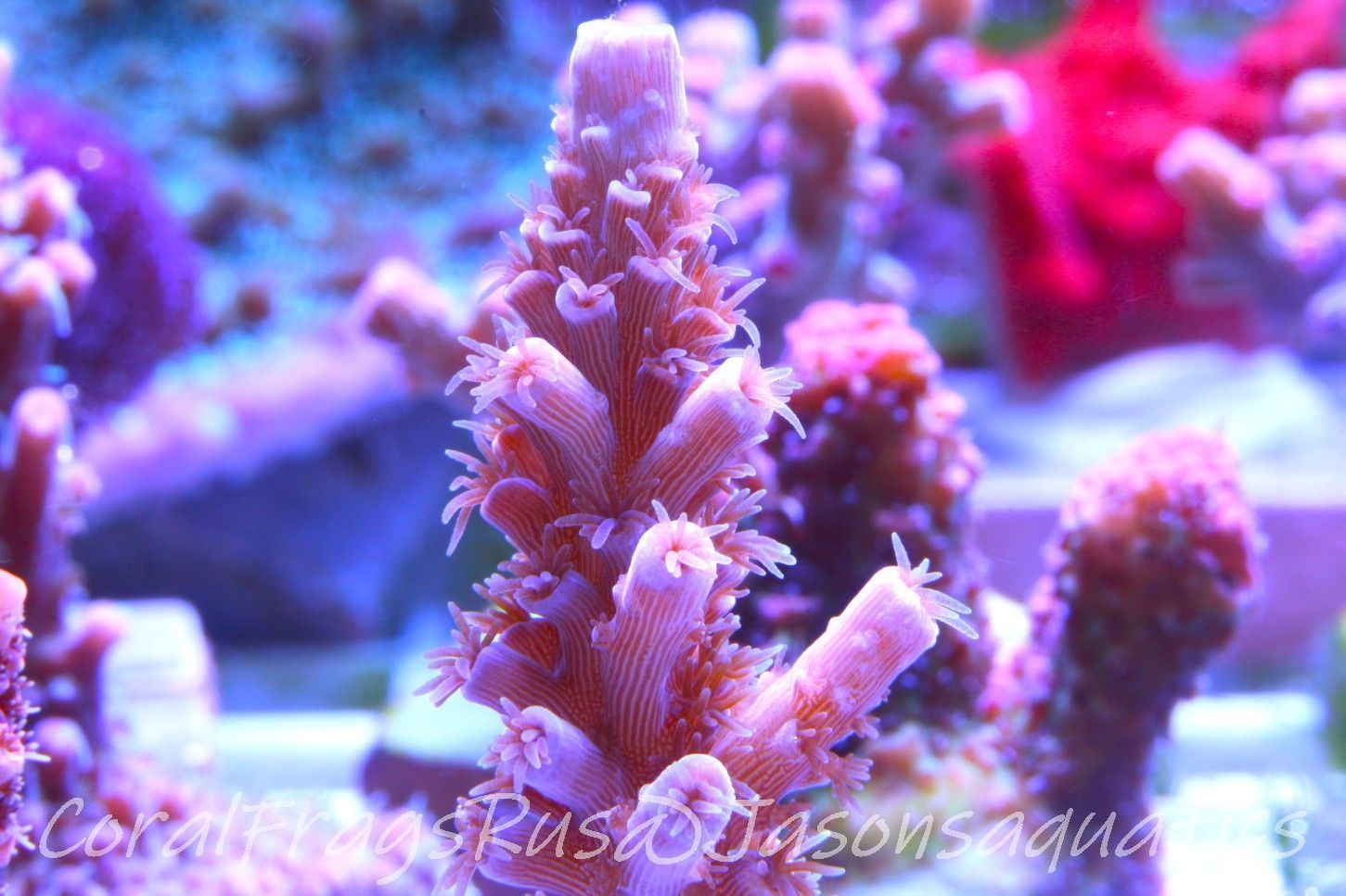 Acropora Pink Tenuis Frag C