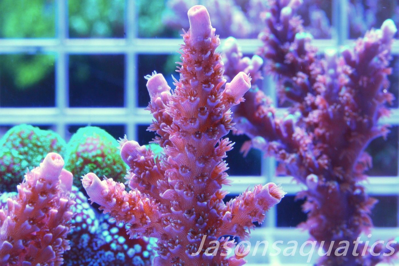 Acropora Pink Tenuis Frag C