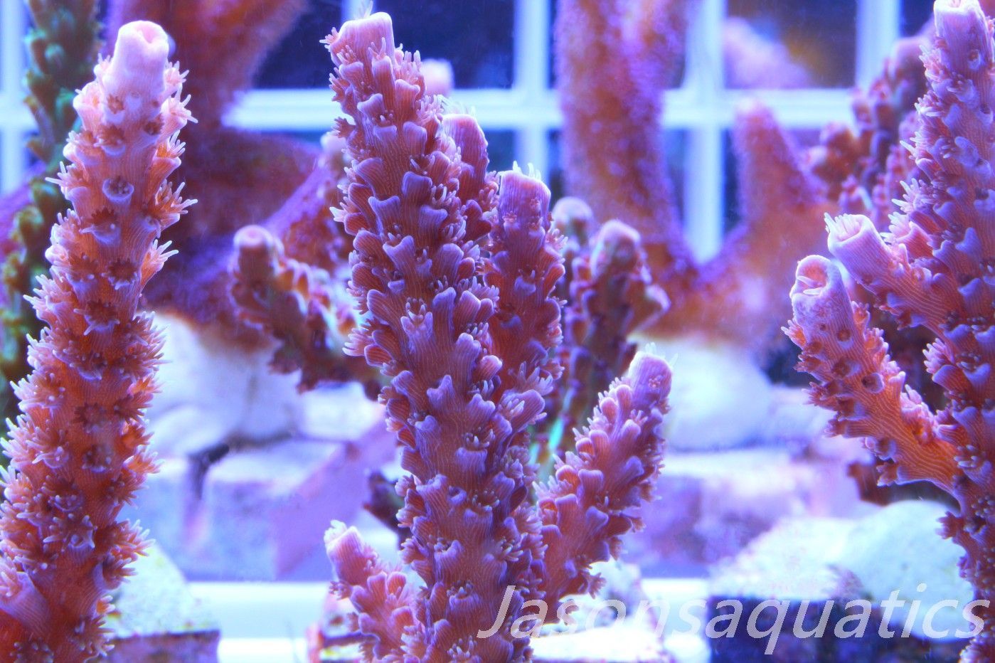 Acropora Pink Tenuis (Acropora Bifaria) Frag C