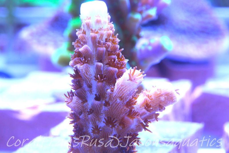 Acropora, Pink with Pale Blue/White Tips Frag B