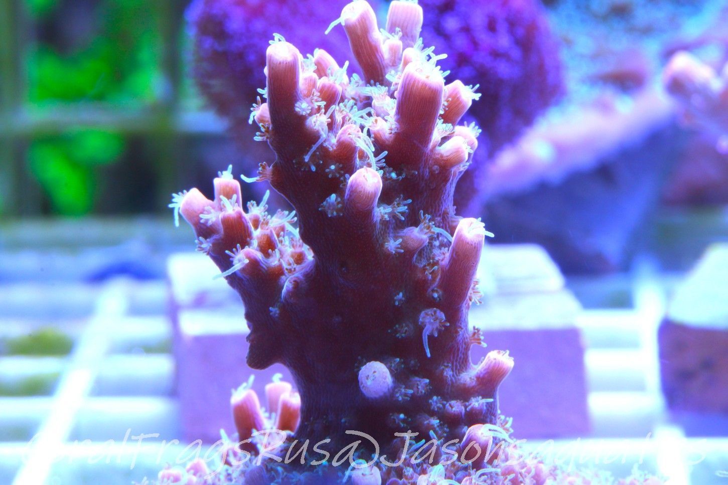 Acropora Pinky The Bear Frag C