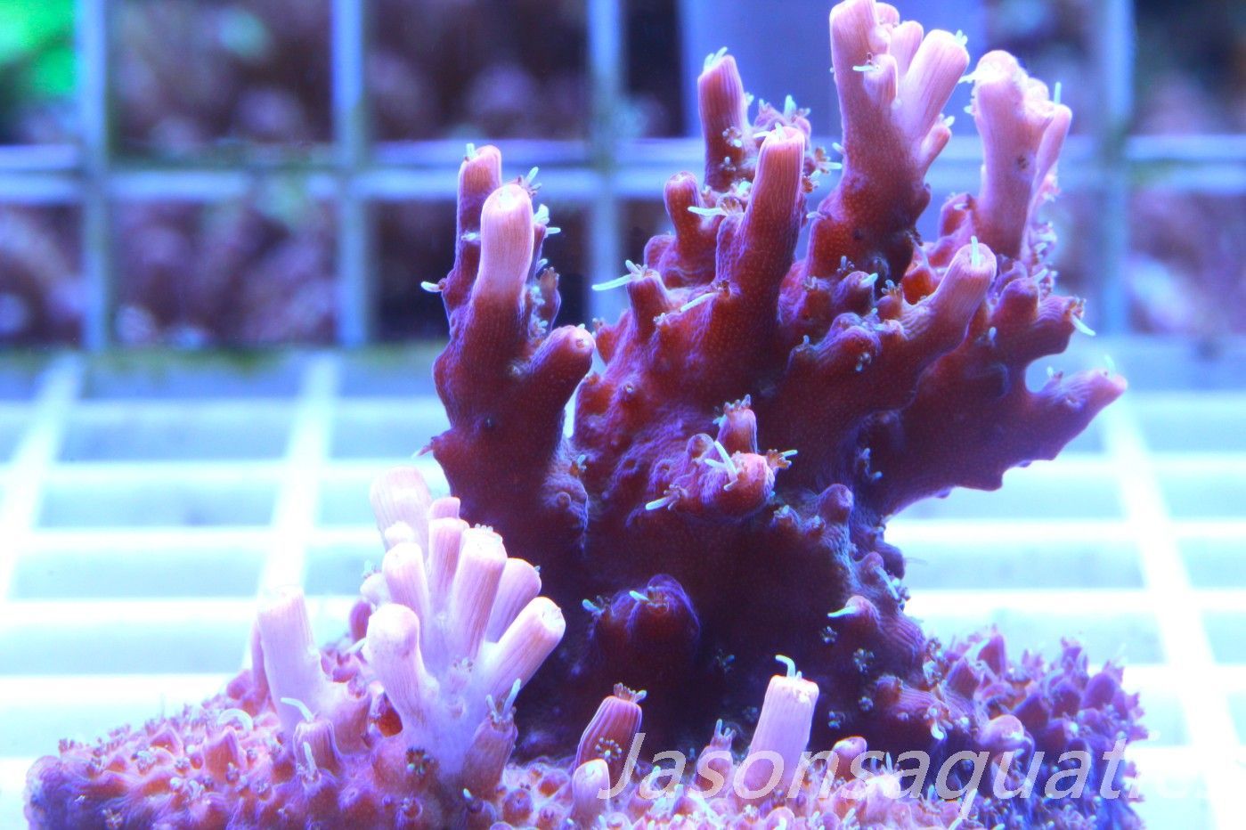Acropora Pinky The Bear Frag C
