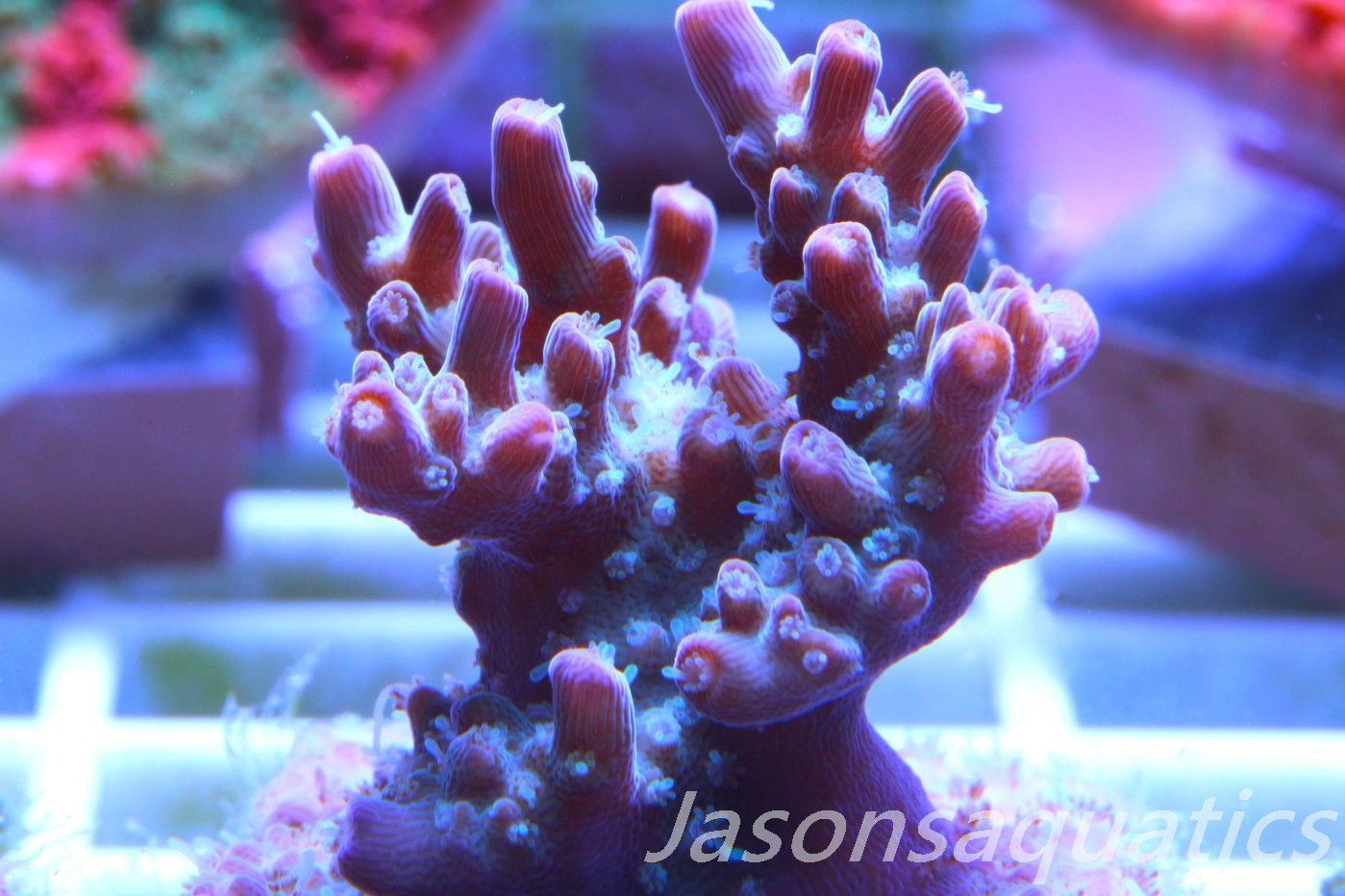 Acropora Pinky The Bear Frag C Acropora Pinky The Bear Frag C