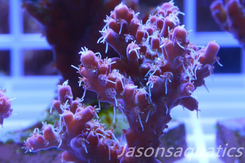 Acropora Pinky The Bear Frag C