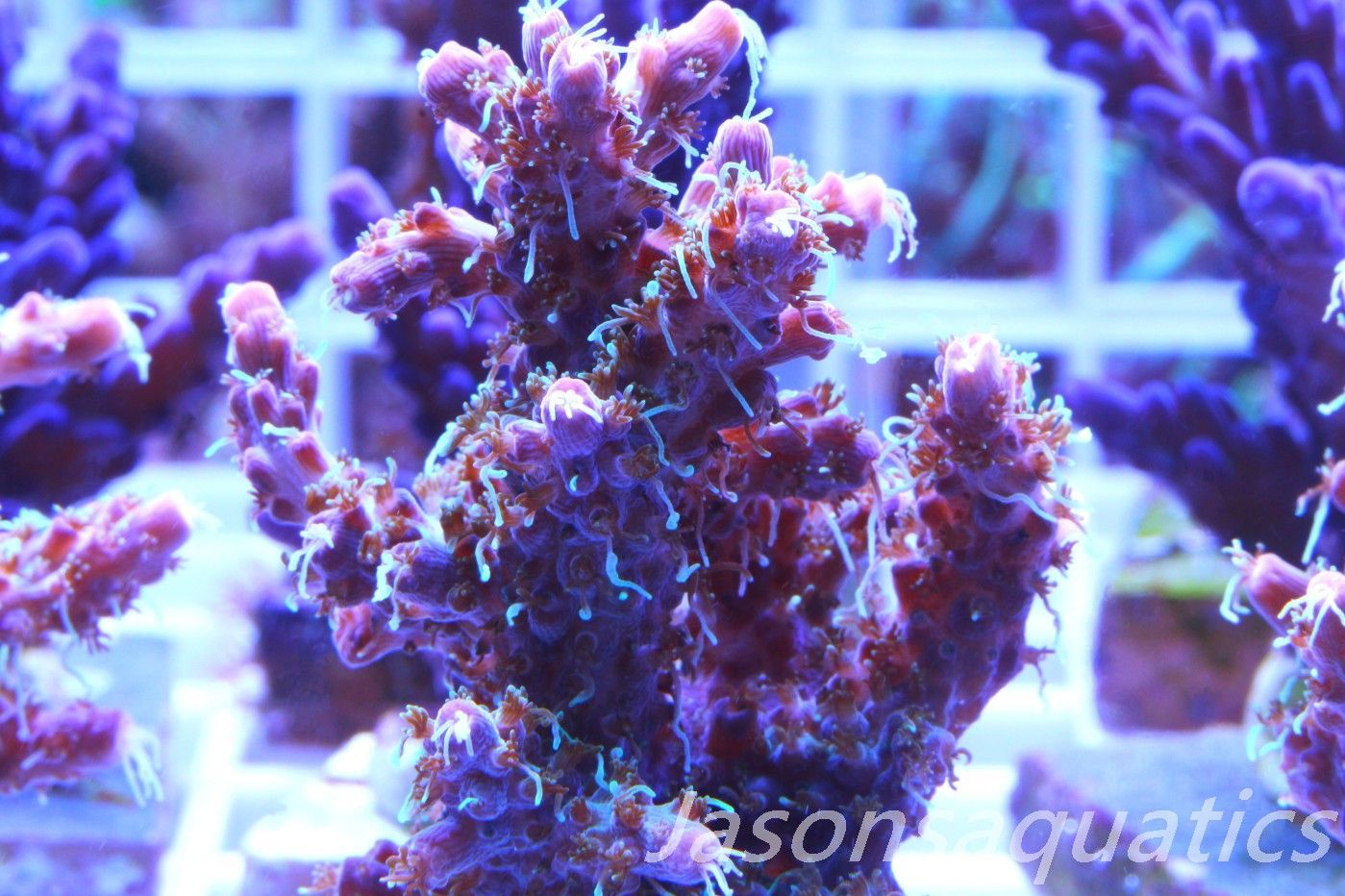 Acropora Pinky The Bear Frag C Acropora Pinky The Bear Frag C