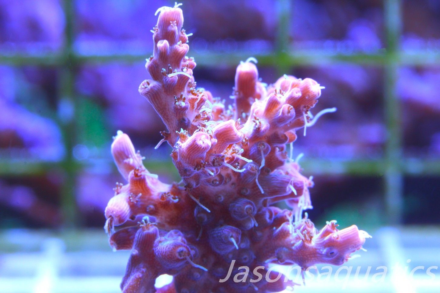 Acropora Pinky The Bear Frag D