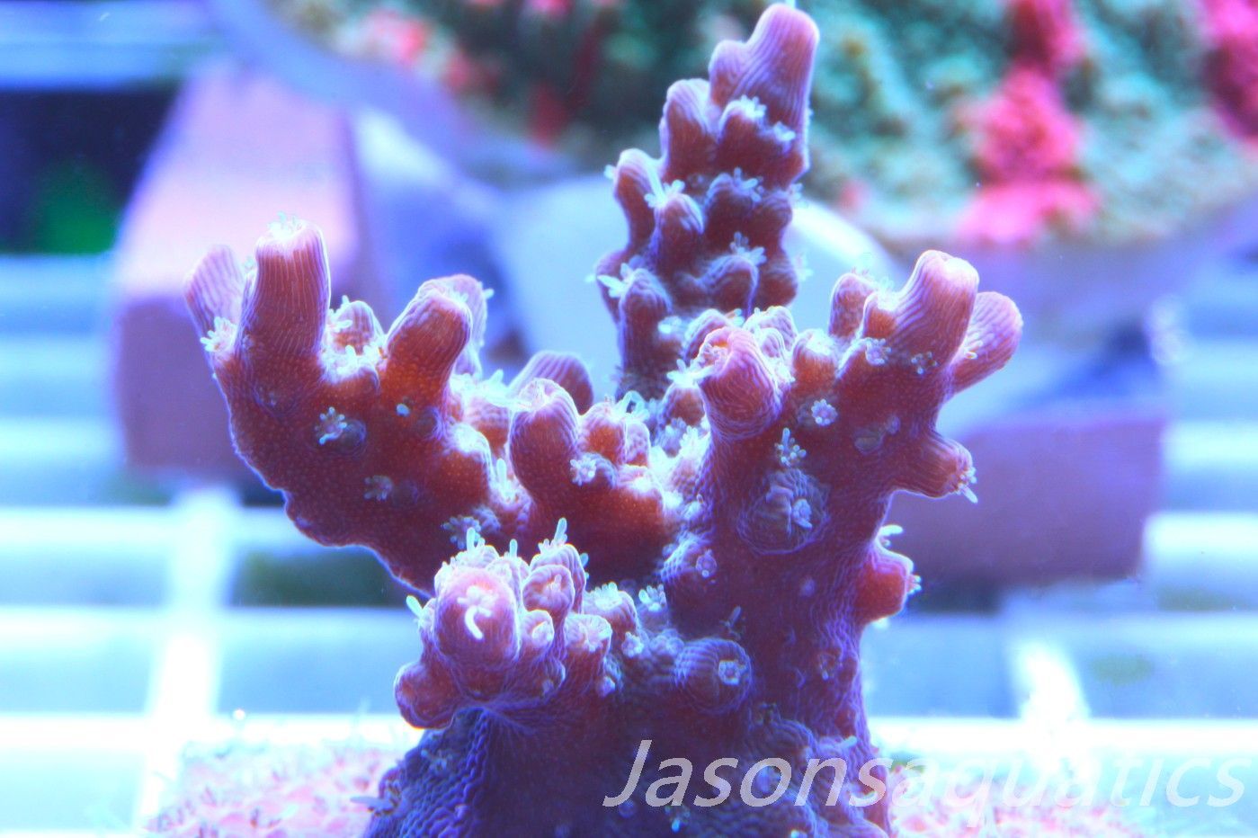 Acropora Pinky The Bear Frag D Acropora Pinky The Bear Frag D
