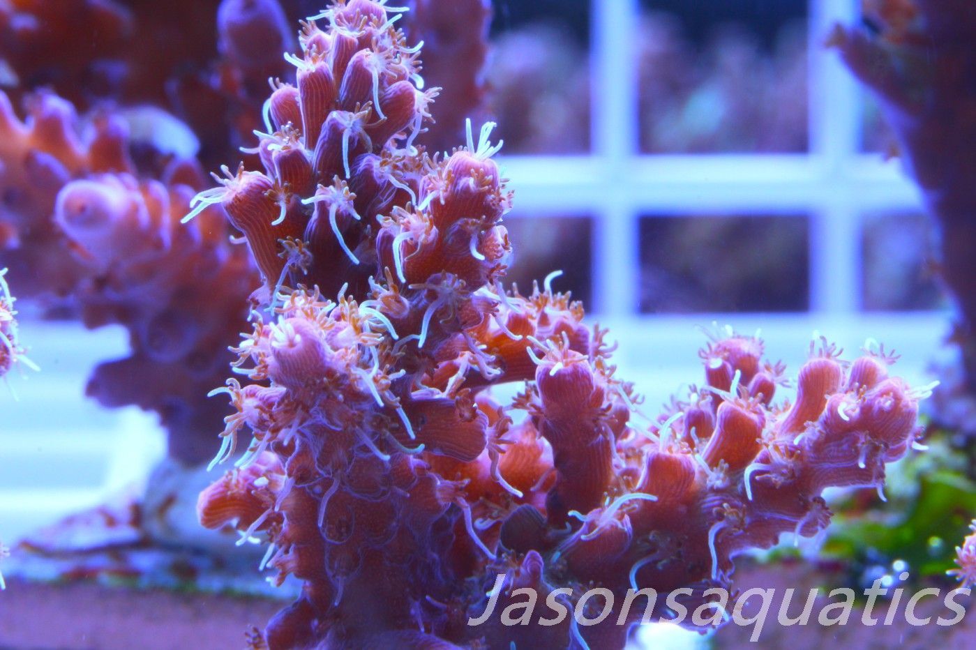Acropora Pinky The Bear Frag D Acropora Pinky The Bear Frag D
