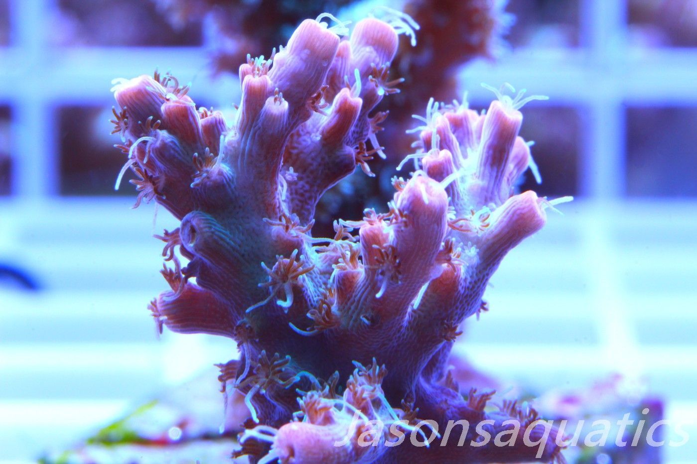 Acropora Pinky The Bear Frag D Acropora Pinky The Bear Frag D