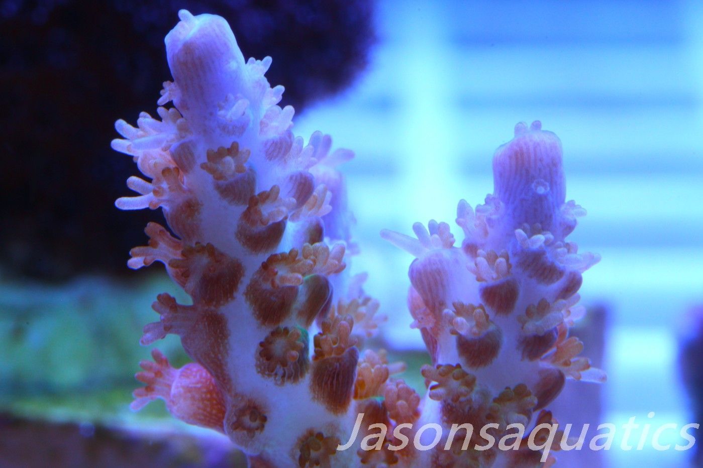 Acropora Plana Frag B