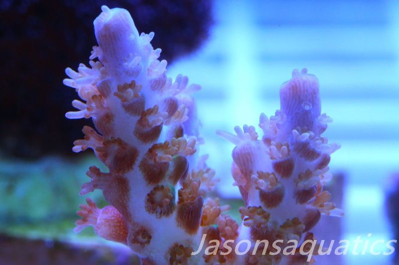Acropora Plana Frag B