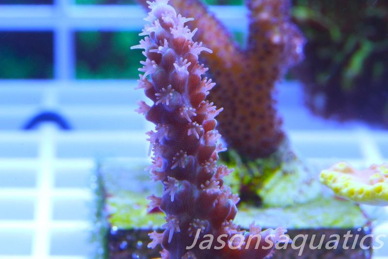 Acropora Plana Frag B