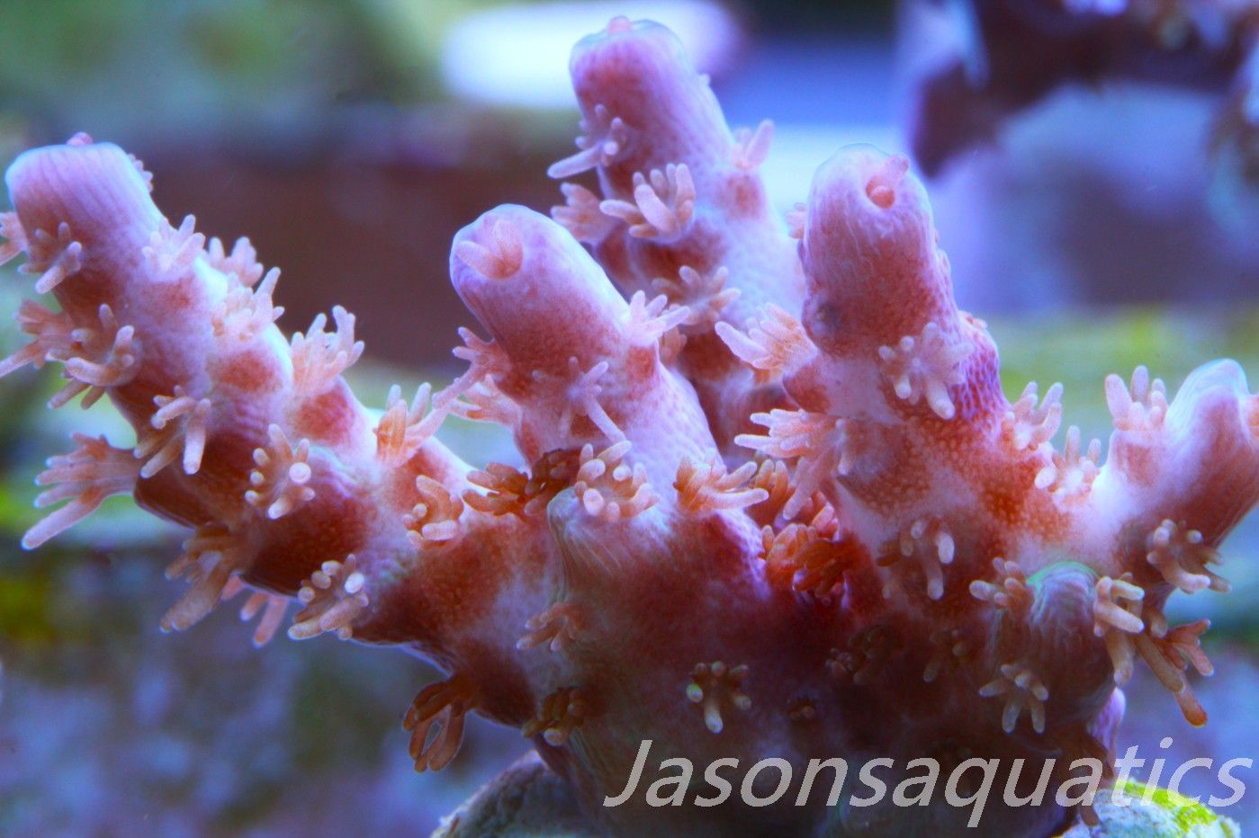 Acropora Plana Frag B