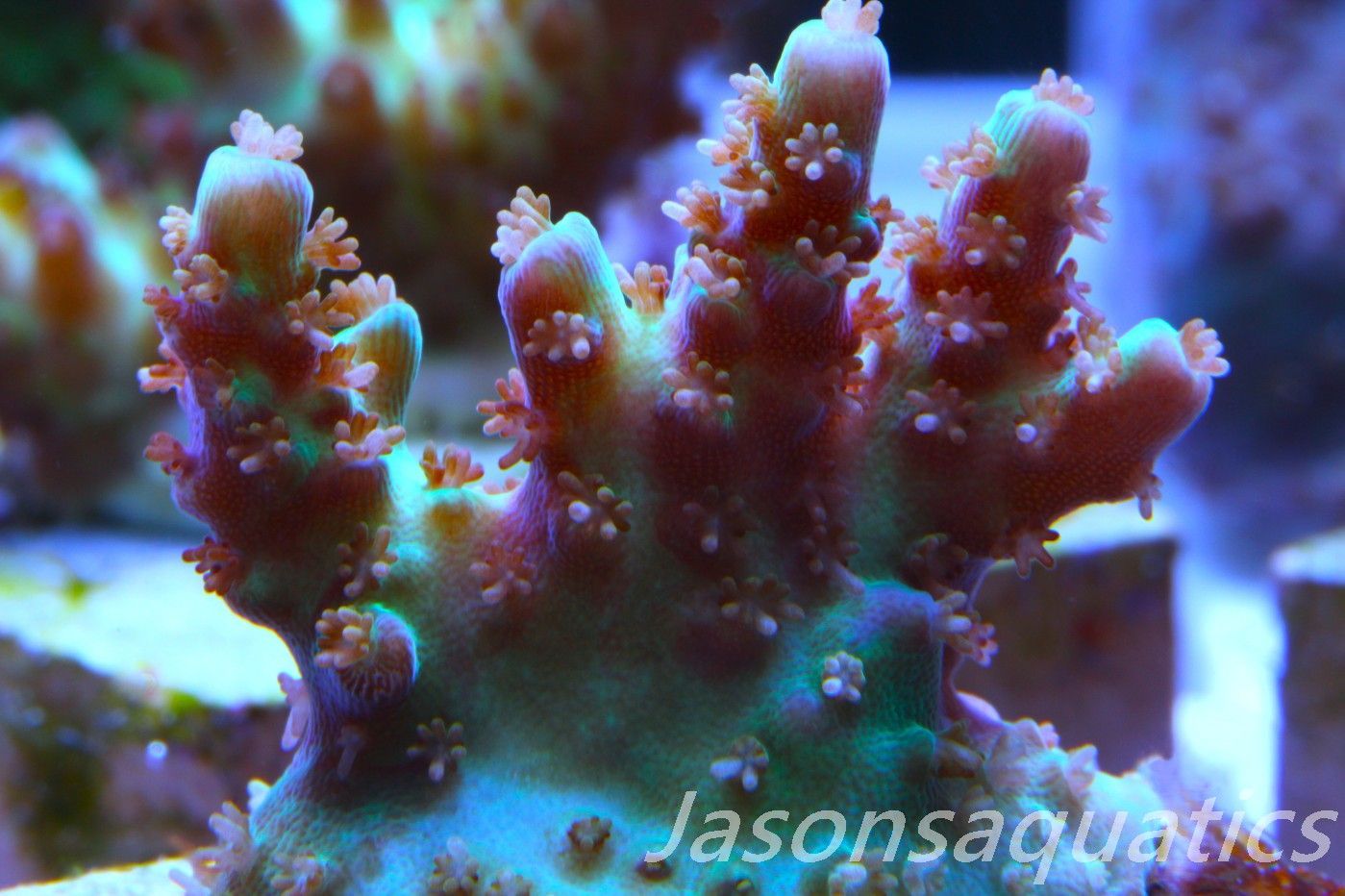 Acropora Plana Frag B Acropora Plana Frag B
