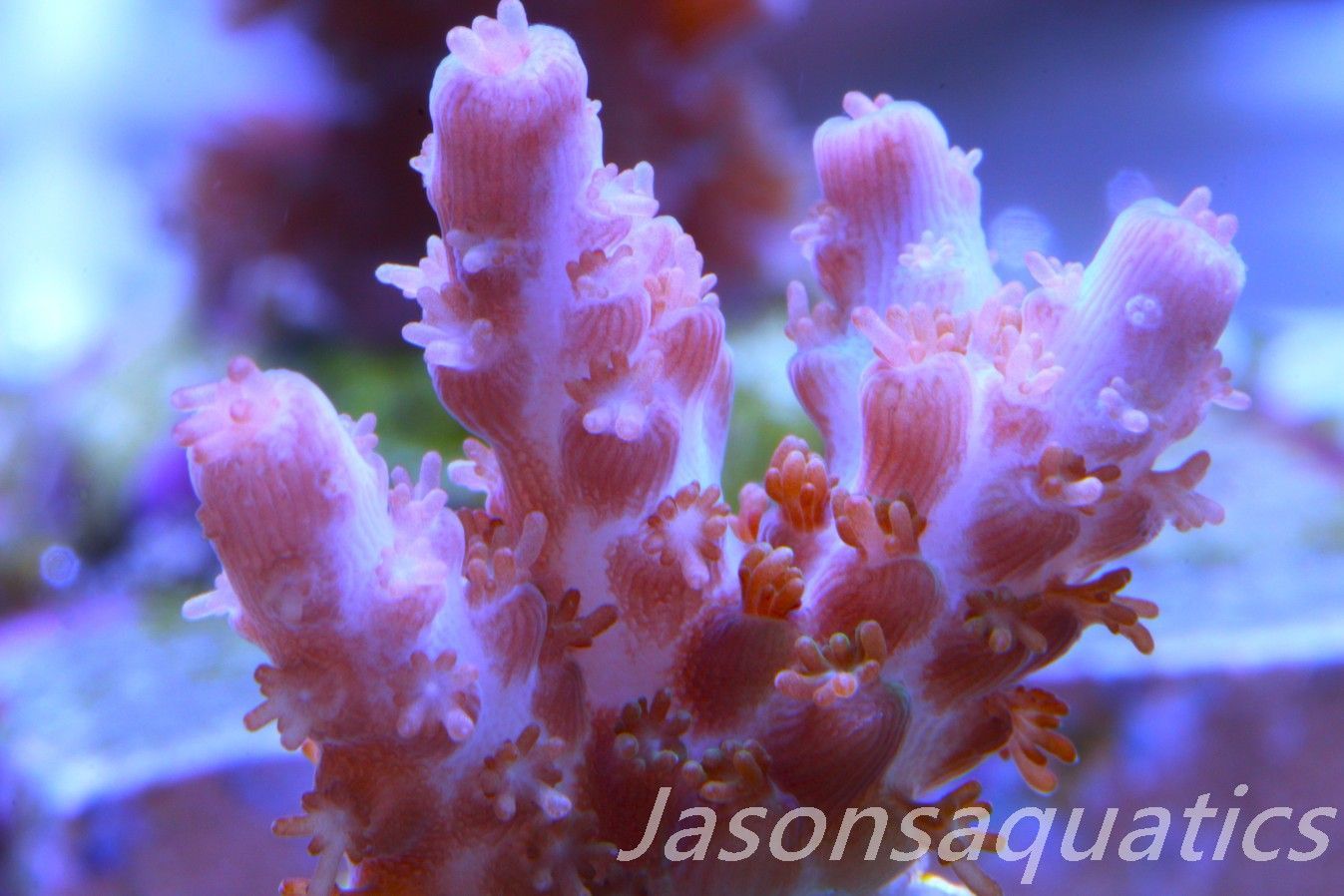 Acropora Plana Frag D