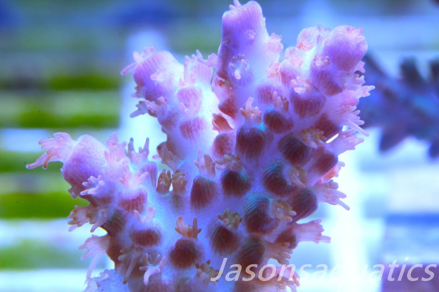Acropora Plana Frag D Acropora Plana Frag D