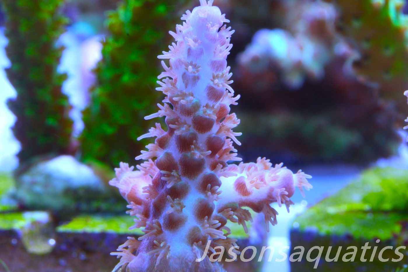 Acropora Plana Frag D Acropora Plana Frag D