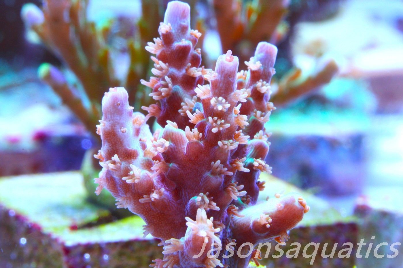Acropora Plana Frag D Acropora Plana Frag D