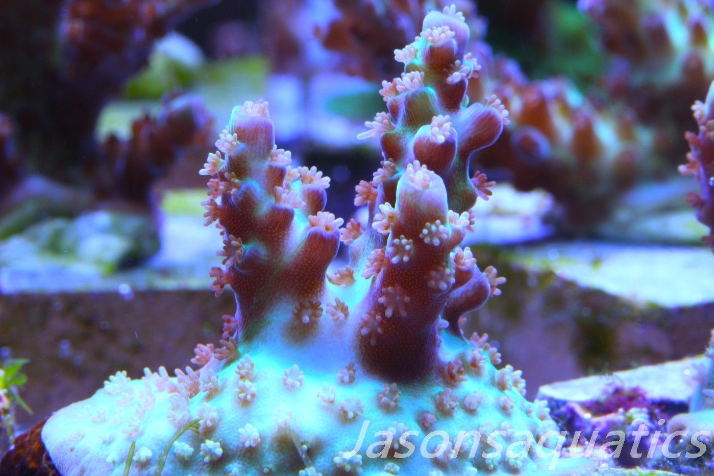 Acropora Plana Frag D Acropora Plana Frag D