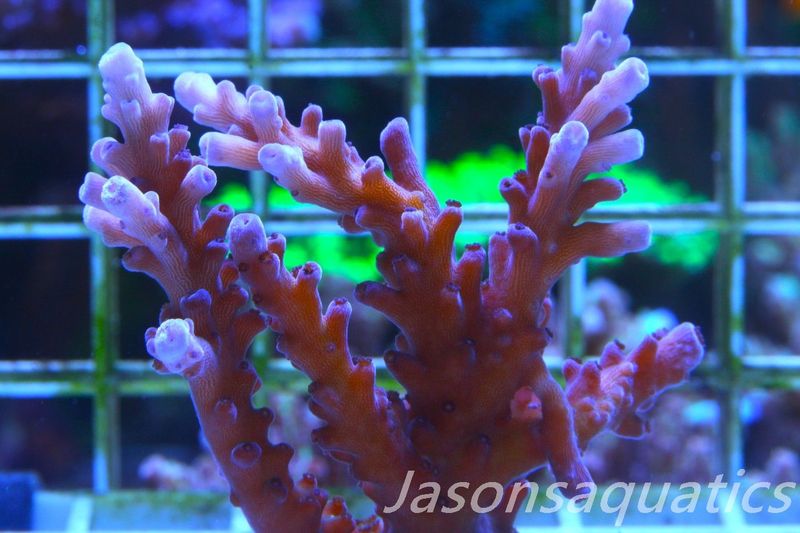 Acropora Purple Polyps (LARGE FRAG)Frag B