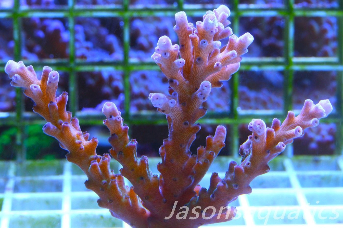 Acropora Purple Polyps (LARGE FRAG)Frag B