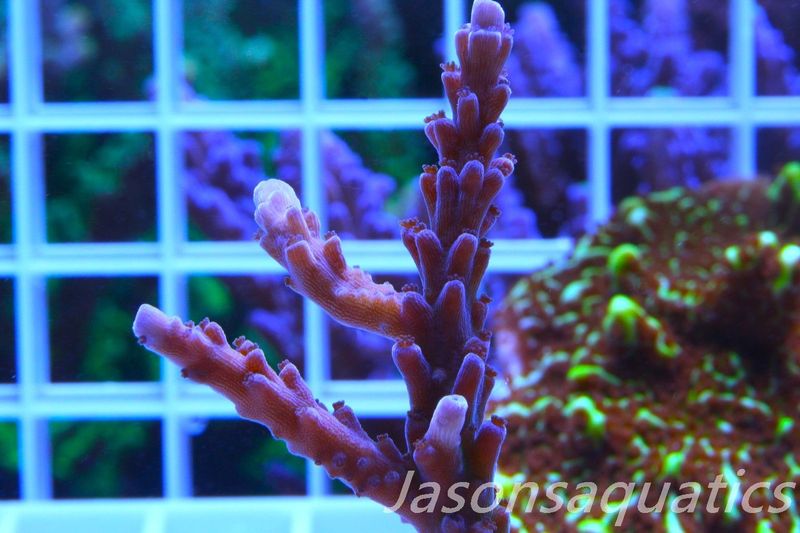 Acropora Purple Polyps Frag B