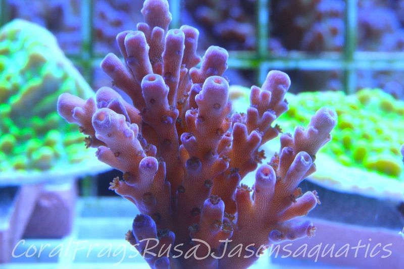 Acropora Purple Polyps Frag C