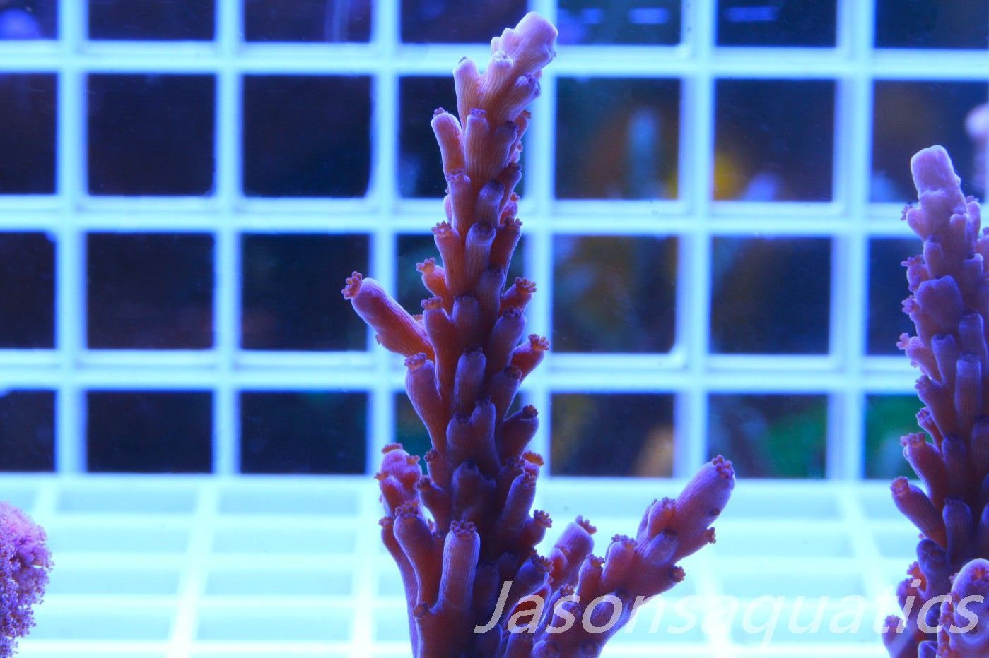 Acropora Purple Polyps Frag C