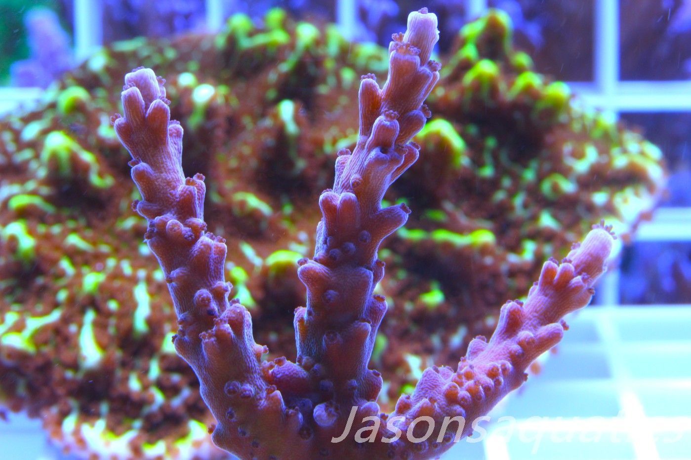 Acropora Purple Polyps Frag C