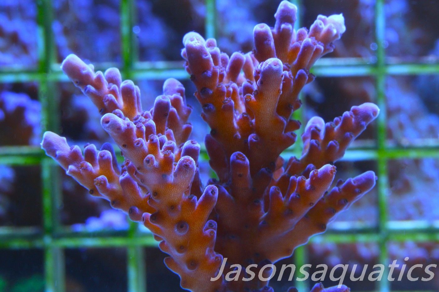 Acropora Purple Polyps(LARGE FRAG) Frag E