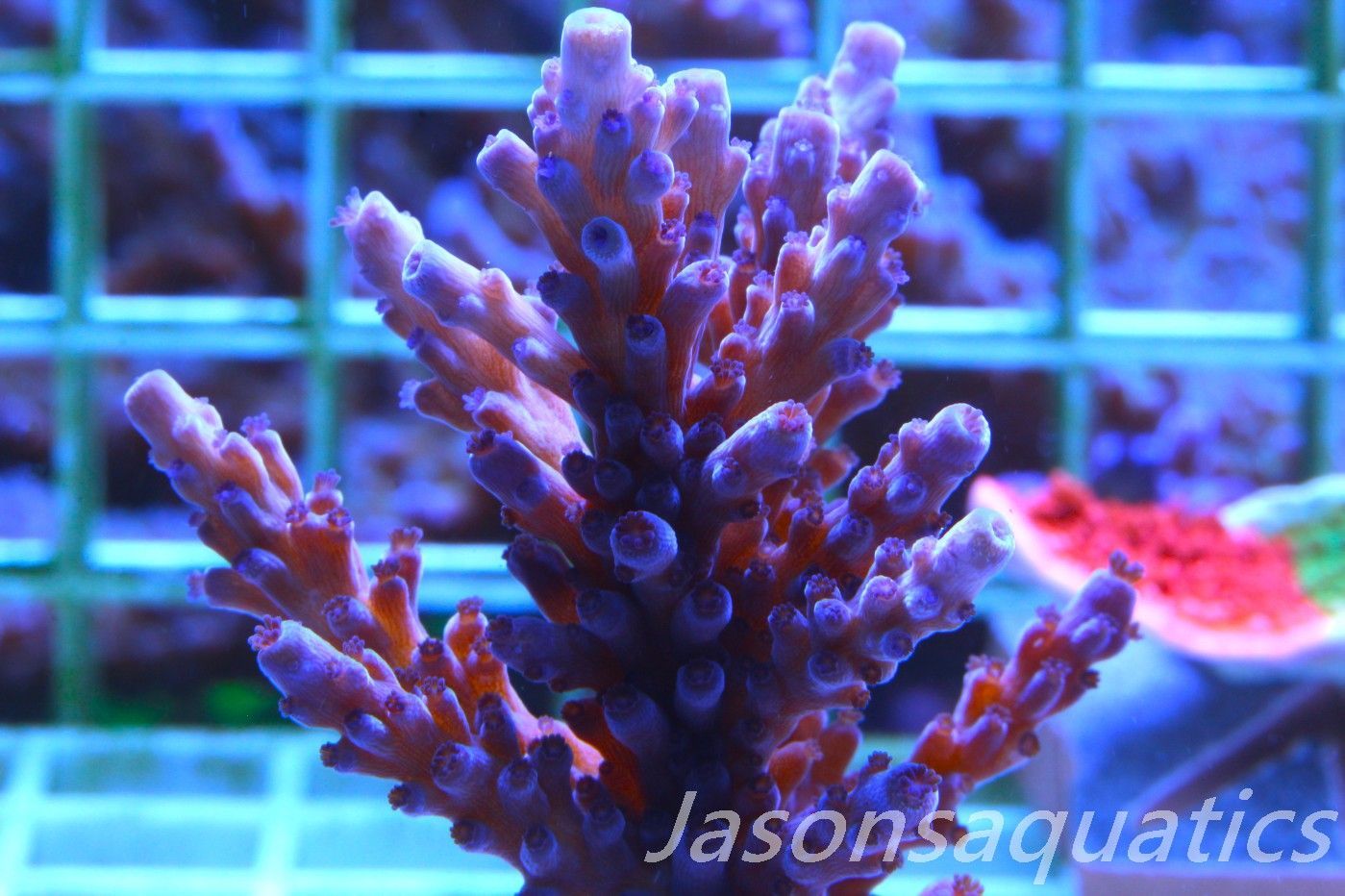 Acropora Purple Polyps(Micro Colony) Frag E
