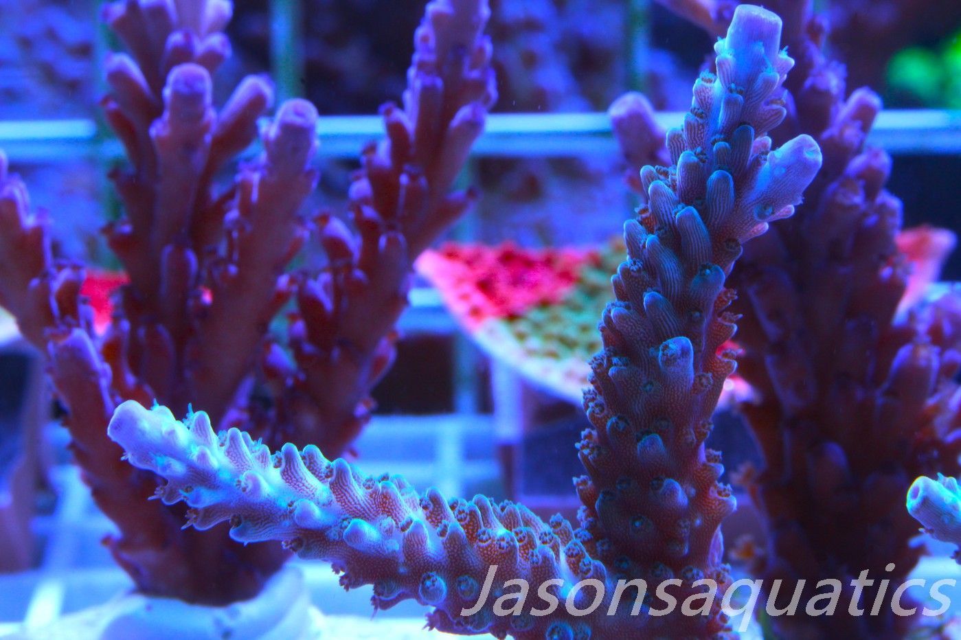 Acropora, Purple Tip Fading into Blue Tip Stag,Large Frag, Frag E Acropora, Purple Tip Fading into Blue Tip Stag,Large Frag, Frag E