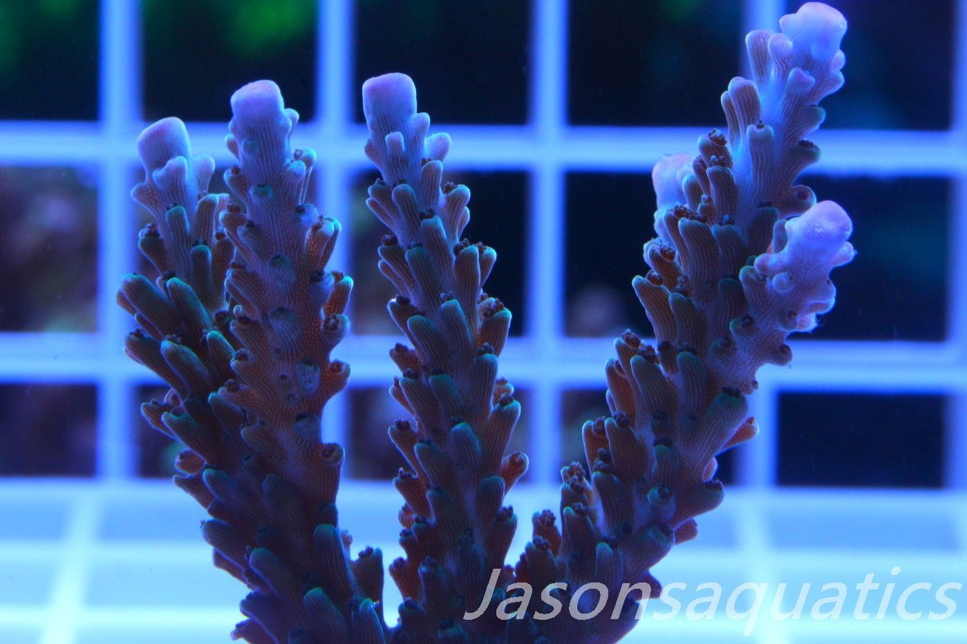 Acropora, Purple Tip Fading into Blue Tip Stag,Large Frag, Frag E