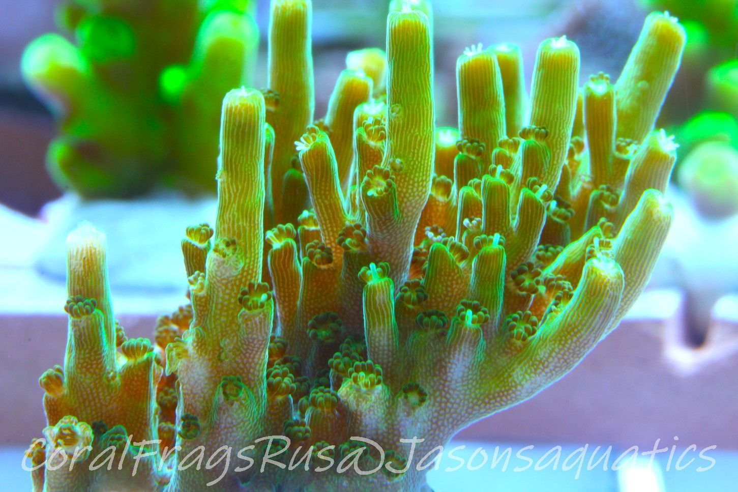 Acropora Solitaryensis Frag B