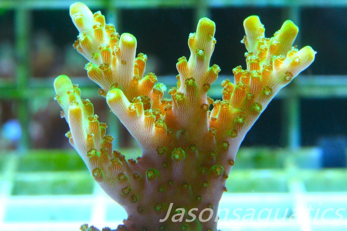 Acropora Solitaryensis Frag B
