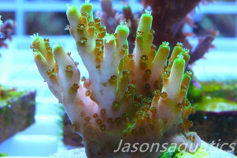 Acropora Solitaryensis Frag B