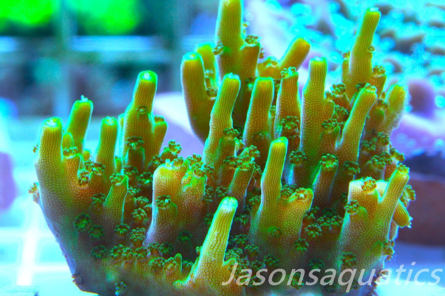 Acropora Solitaryensis Frag C