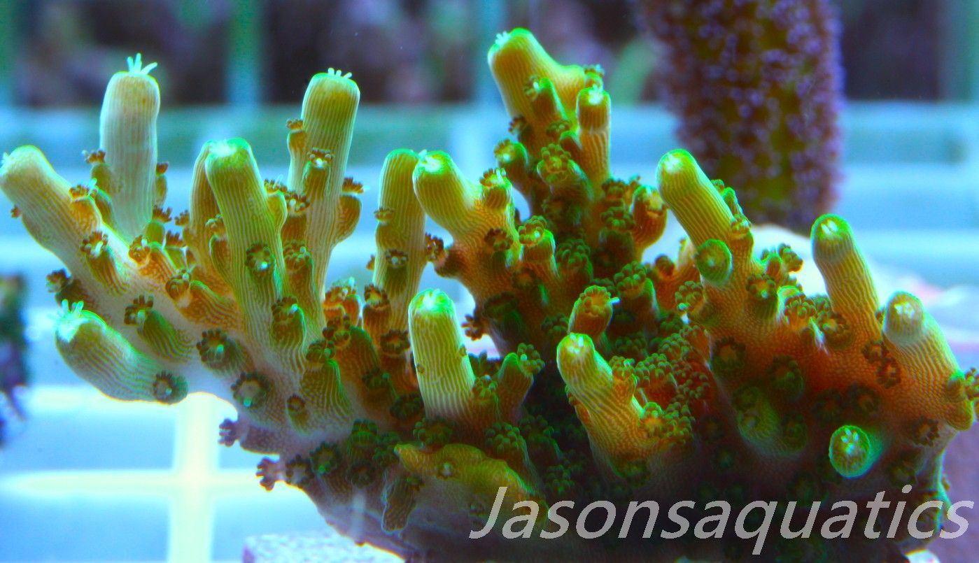 Acropora Solitaryensis Frag C