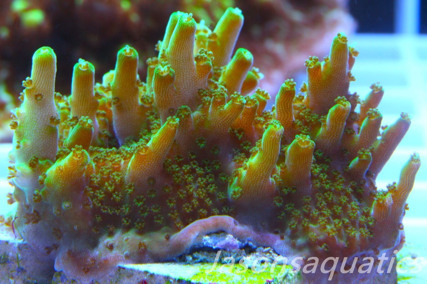 Acropora Solitaryensis Frag C